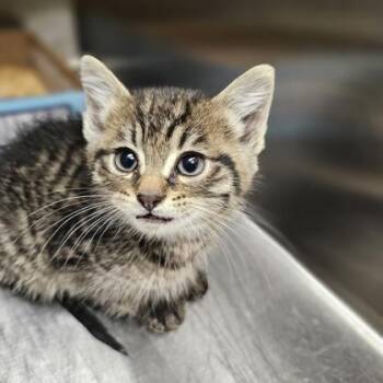 Chiquito -  Domestic Short Hair Cat for Adoption in Kansas City, Missouri - Chiquito | PetCurious