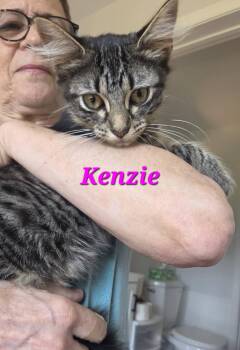 Kenzie -  Domestic Medium Hair Cat for Adoption in Amherst, Virginia - Kenzie | PetCurious