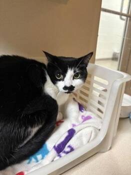 94200a Bella -  Domestic Short Hair Cat Available for Adoption in North Charleston, South Carolina - 94200a Bella | PetCurious