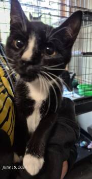 Dory -  Domestic Short Hair Cat for Adoption in Thompson Falls, Montana - Dory | PetCurious