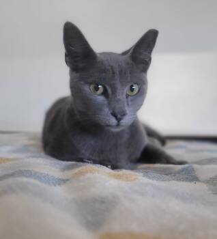 Russian Blue and American Shorthair Cats Available for Adoption in San Juan, San Juan - Matthew | PetCurious