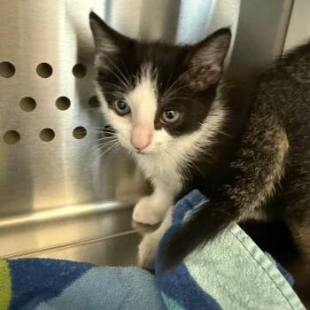 Zebra -  Domestic Short Hair Cat for Adoption in Norman, Oklahoma - Zebra | PetCurious