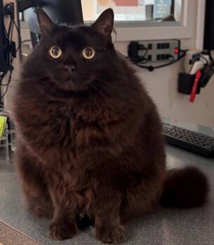 Lyla -  Domestic Long Hair Cat for Adoption in Kenai, Alaska - Lyla | PetCurious