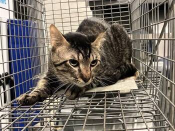 Domestic Short Hair Cats Available for Adoption in Dallas, Texas - PERIDOT | PetCurious