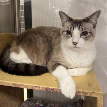 Angel -  Domestic Short Hair Cat for Adoption in Bridgeville, Pennsylvania - Angel | PetCurious