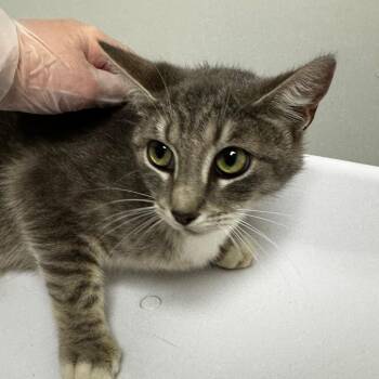 Bubbles -  Domestic Short Hair Cat for Adoption in Concord, North Carolina - Bubbles | PetCurious