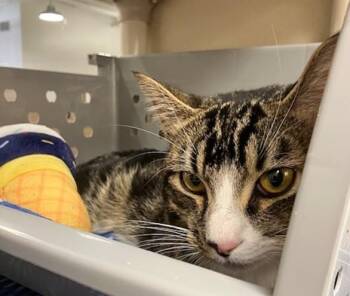SEBASTIAN -  Domestic Short Hair Cat for Adoption in Springfield, Massachusetts - SEBASTIAN | PetCurious