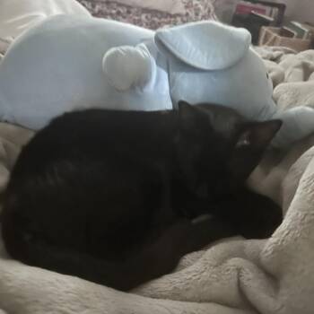 Jack -  Domestic Short Hair Cat for Adoption in Tulsa, Oklahoma - Jack | PetCurious
