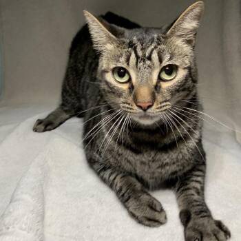 Tiger -  Domestic Short Hair Cat for Adoption in Pasadena, California - Tiger | PetCurious