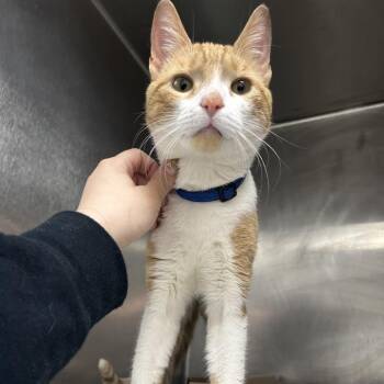 Domestic Short Hair Cats Available for Adoption - Peach Fuzz | PetCurious