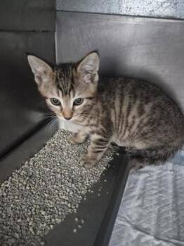 NavyBean -  Domestic Short Hair Cat for Adoption in Simcoe, Ontario - NavyBean | PetCurious