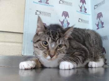 JAYDEN -  Domestic Short Hair Cat for Adoption in Orlando, Florida - JAYDEN | PetCurious