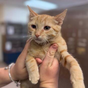 Knuckles -  Domestic Short Hair Cat for Adoption in Newark, New Jersey - Knuckles | PetCurious