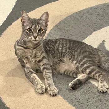 Muffin -  Domestic Short Hair Cat for Adoption in West Palm Beach, Florida - Muffin | PetCurious