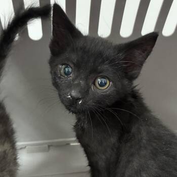 Val -  Domestic Short Hair Cat for Adoption in Edinburg, Texas - Val | PetCurious