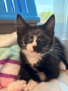 GUMBALL -  Domestic Short Hair Cat for Adoption in Leesburg, Virginia - GUMBALL | PetCurious