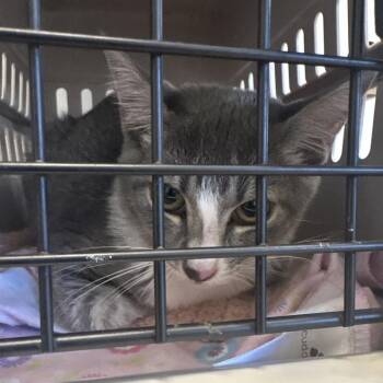 Queen -  Domestic Short Hair Cat for Adoption in West Palm Beach, Florida - Queen | PetCurious