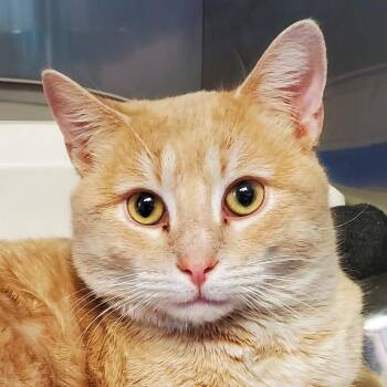 Bath Tub -  Domestic Short Hair Cat for Adoption in Pittsburgh, Pennsylvania - Bath Tub | PetCurious