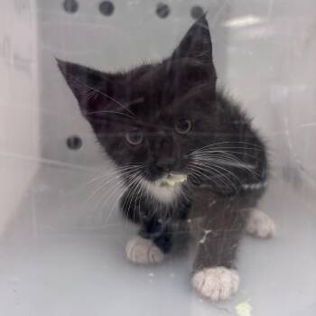 Lola -  Domestic Short Hair Cat for Adoption in Columbus, Georgia - Lola | PetCurious