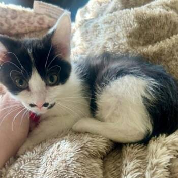 Helga LaGiglia -  Domestic Short Hair Cat for Adoption in Eagle Mountain, Utah - Helga LaGiglia | PetCurious