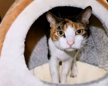 Domestic Short Hair Cats Available for Adoption in Fort Lauderdale, Florida - PRANCER | PetCurious