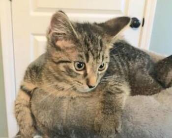 Rescue Tabby Cats for Adoption in Elgin, South Carolina - DRAKE | PetCurious