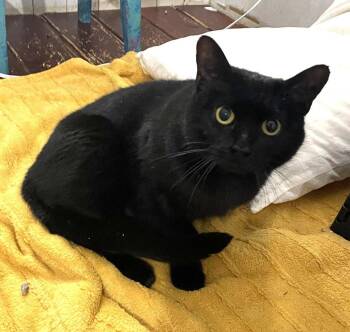 Domestic Short Hair Cats Available for Adoption in Trenton, New Jersey - Kearsey | PetCurious