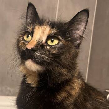 Domestic Medium Hair Cats Available for Adoption in Talent, Oregon - Narcissus | PetCurious