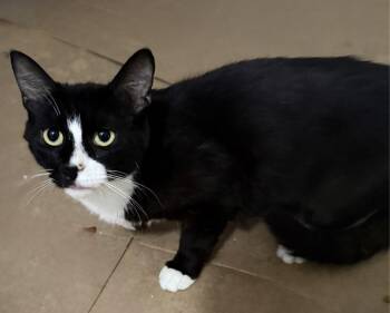 Penny SC -  Domestic Short Hair Cat for Adoption in Greenville, South Carolina - Penny SC | PetCurious