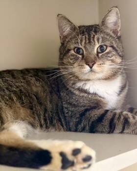 Domestic Short Hair Cats Available for Adoption - McLovin` | PetCurious