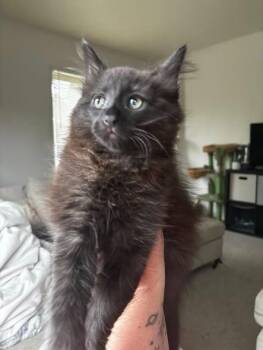 Merry -  Domestic Short Hair Cat for Adoption in Kettering, Ohio - Merry | PetCurious