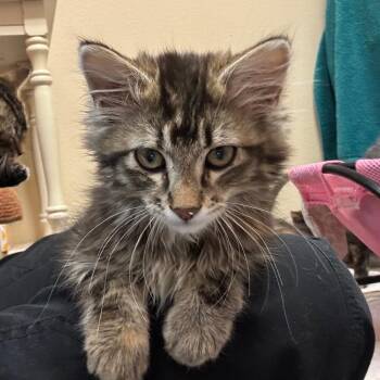 Look-Alike - Sweet & Shy -  Domestic Long Hair Cat for Adoption in Flagstaff, Arizona - Look-Alike - Sweet & Shy | PetCurious