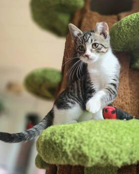 Kermit -  Domestic Short Hair Cat for Adoption in Warsaw, Indiana - Kermit | PetCurious