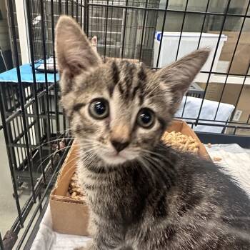 Mortimer -  Domestic Short Hair Cat for Adoption in Westminster, California - Mortimer | PetCurious