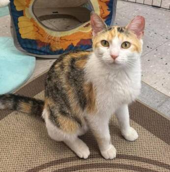 Callie -  Domestic Short Hair Cat for Adoption in Chicago, Illinois - Callie | PetCurious