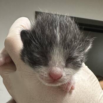 Domestic Short Hair Cats Available for Adoption in Hattiesburg, Mississippi - Charlie | PetCurious