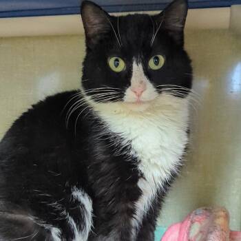 Domestic Short Hair Cats Available for Adoption - Tux (Diamond