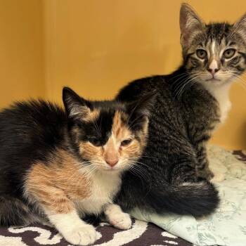 Amy -  Domestic Short Hair Cat for Adoption in East Hanover, New Jersey - Amy | PetCurious