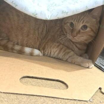 Cinnamon Toast Crunch -  Domestic Short Hair Cat for Adoption - Cinnamon Toast Crunch | PetCurious