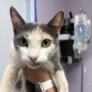 Neapolitan -  Domestic Short Hair Cat for Adoption in Grass Valley, California - Neapolitan | PetCurious