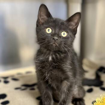 Domestic Short Hair Cats Available for Adoption in Stafford Township, New Jersey - Beauty  | PetCurious