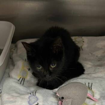 Rescue Domestic Short Hair Cats for Adoption in Hannibal, Missouri - Kiki | PetCurious