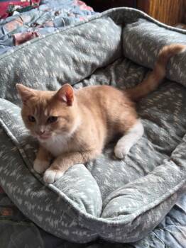 Ginger -  Domestic Short Hair Cat Available for Adoption - Ginger | PetCurious