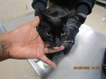 Domestic Short Hair Cats Available for Adoption in Marietta, Georgia - Rufio(618) | PetCurious