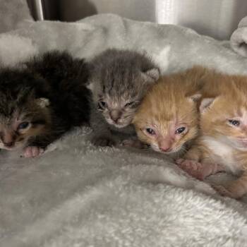 Domestic Short Hair Cats Available for Adoption in Wheeling, Illinois - Peeta | PetCurious