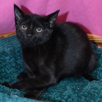 Jax -  Domestic Short Hair Cat for Adoption in Beaumont, Texas - Jax | PetCurious