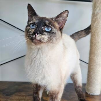 Rescue Domestic Short Hair Cats for Adoption in Huntersville, North Carolina - Jenna | PetCurious