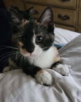 Beetle -  Domestic Short Hair Cat for Adoption in Boone, Colorado - Beetle | PetCurious