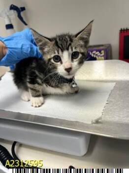 Rescue Domestic Short Hair Cats for Adoption in West Palm Beach, Florida - LEO | PetCurious