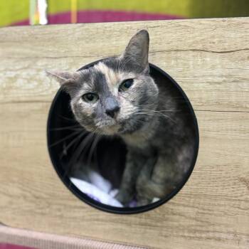 Domestic Short Hair Cats Available for Adoption in Springfield, Missouri - Peaches | PetCurious